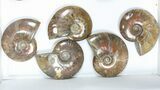 Lot: kg Iridescent, Red Flash Ammonites (-) - Pieces #82488-1